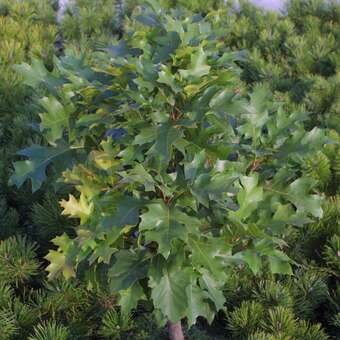 Quercus palustris 'Green Dwarf'