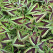 Persicaria microceph. 'Red Dragon': Bild 5/5