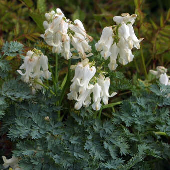 Dicentra 'Ivory Hearts'