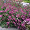 Spiraea japonica 'Anthony Waterer' - Japanspiere