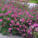 Spiraea japonica 'Anthony Waterer' - Japanspiere