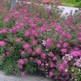 Spiraea japonica 'Anthony Waterer' - Japanspiere