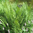 Dryopteris filix-mas: Bild 4/6