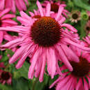Echinacea purpurea 'Purple Emperor' - Sonnenhut