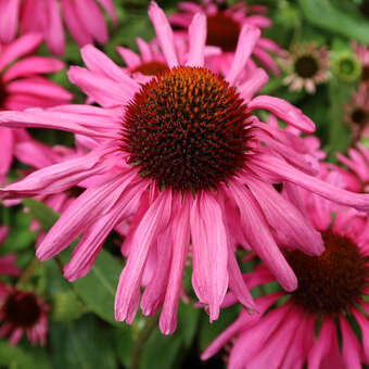 Echinacea purpurea 'Purple Emperor'