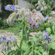 Borago officinalis: Bild 4/5