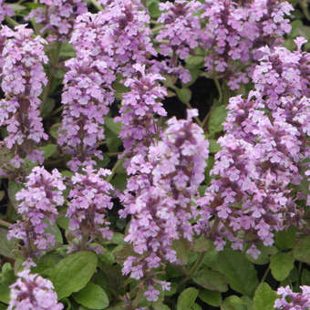 Ajuga reptans 'Rosea'