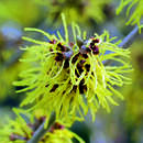 Hamamelis intermedia 'Pallida' - Zaubernuss