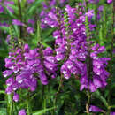 Physostegia virginiana 'Bouquet Rose' - Gelenkblume