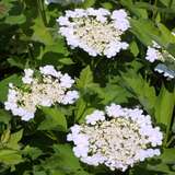 Viburnum opulus - Gemeiner Schneeball