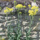 Thalictrum flavum glaucum - Gelbe Waldraute