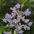 Borago officinalis: Bild 2/5