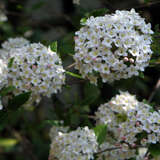 Viburnum burkwoodii - Duftschneeball