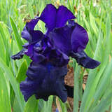 Iris germanica 'Black Dragon' - Hohe Schwertlilie, Iris
