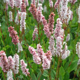 Persicaria affinis 'Donald Lowndes' - Schneckenknöterich