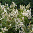 Ligustrum ovalifolium 'Melblack': Bild 1/6