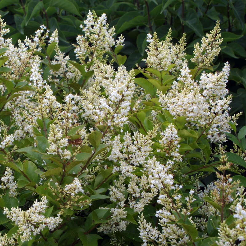 Blten-Liguster - Ligustrum ovalifolium 'Melblack'