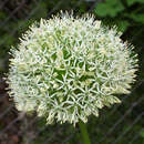 Allium 'Mount Everest' - Riesen-Zierlauch