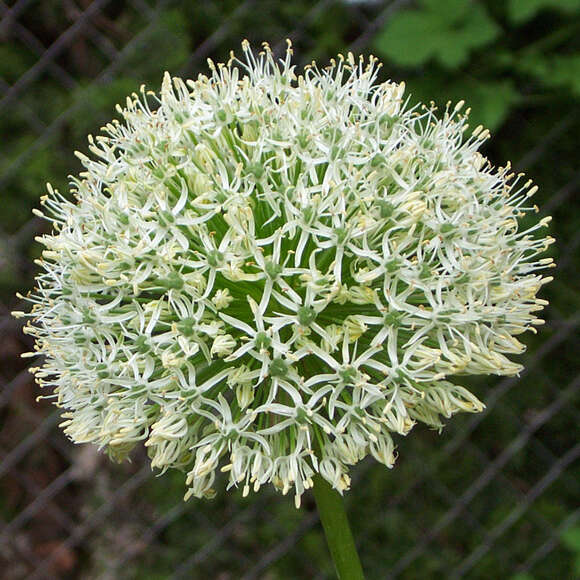 Zierlauch Allium - Blumenzwiebeln
