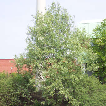 Salix alba 'Liempde'