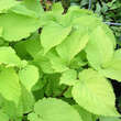 Aralia cordata 'Sun King': Bild 1/2