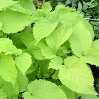 Aralia cordata 'Sun King'