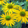 Echinacea purpurea 'Now Cheesier': Bild 1/6