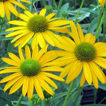 Echinacea purpurea 'Now Cheesier'