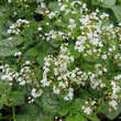 Brunnera macrophylla 'Mr. Morse': Bild 2/3