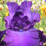Iris germanica 'Navy Strutt' - Hohe Schwertlilie, Iris
