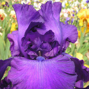 Iris germanica 'Navy Strutt'