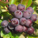 Sorbus 'Burka' - Sibirsiche Vogelbeere, Frucht-Eberesche