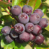 Sorbus 'Burka' - Sibirsiche Vogelbeere, Frucht-Eberesche