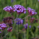 Verbena bonariensis - Eisenkraut - Nicht winterhart