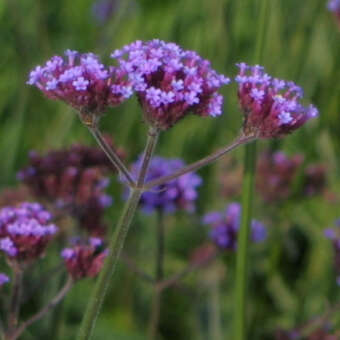 Verbena bonariensis