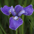 Iris sibirica 'Silver Edge': Bild 1/4