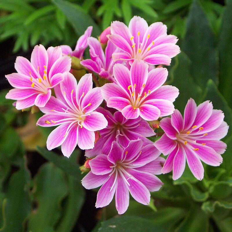 Bitterwurz - Lewisia cotyledon - rosa