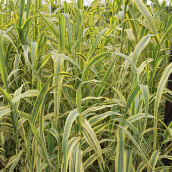 Pfahlrohr - Arundo donax 'Aureovariegata' - buntlaubig