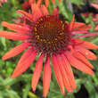Echinacea purpurea 'Hot Lava': Bild 1/4