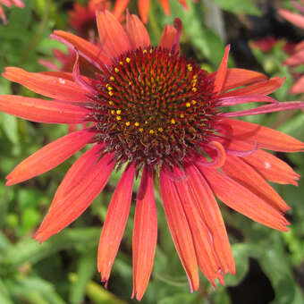 Echinacea purpurea 'Hot Lava'