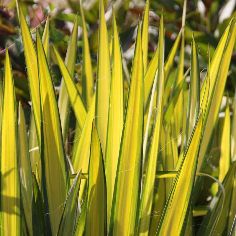 sansevieria silver Sansevieria Hahnii Silver Star – In Succulent Love