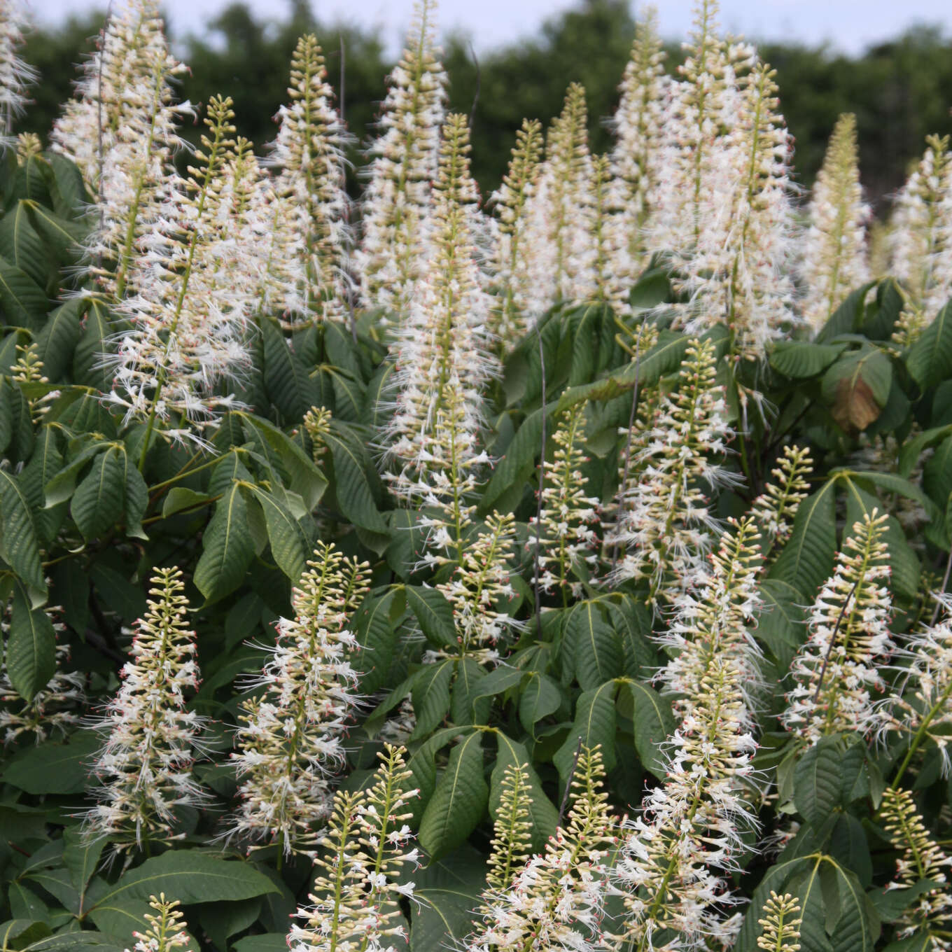Strauchkastanie Aesculus parviflora weiß