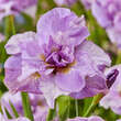 Iris sibirica 'Pink Parfait': Bild 1/1