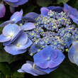 Hydrangea macrophylla 'Teller Blau': Bild 1/1