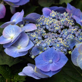 Hydrangea macrophylla 'Teller Blau'