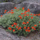 Helianthemum 'Firedragon' - Sonnenröschen