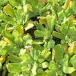 Pistia stratiotes: Bild 1/5