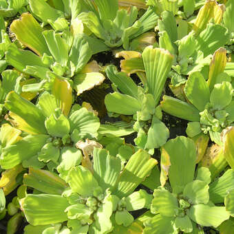 Pistia stratiotes