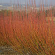 Salix purpurea: Bild 1/1