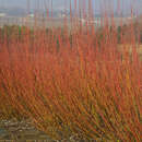 Salix purpurea - Purpurweide